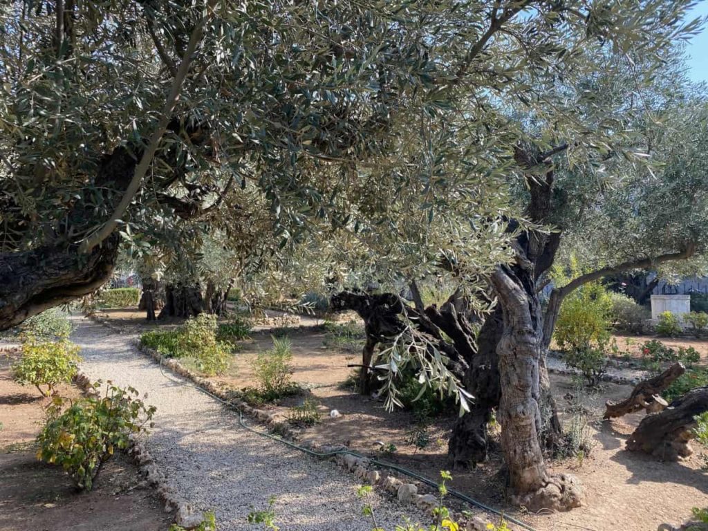 LDS Holy Land Tour Garden of Gethsemane