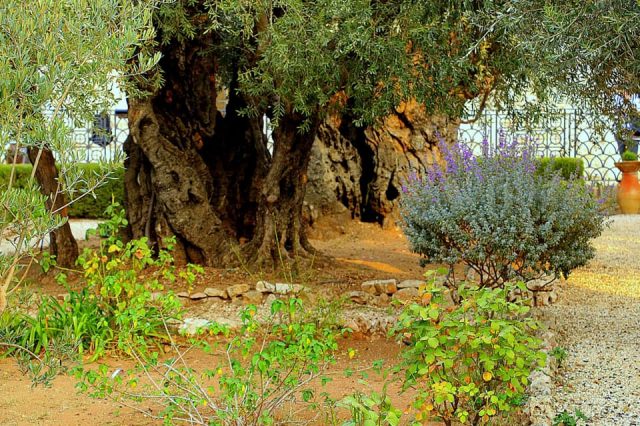 LDS Holy Land Tours Garden of Gethsemane